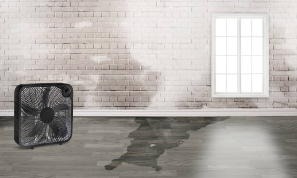 Best Local water damage restoration  in Camp Hill, AL