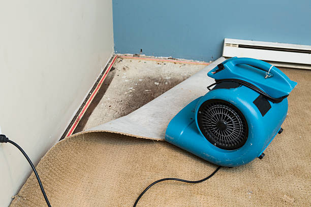 Best Mold removal after water damage  in Camp Hill, AL